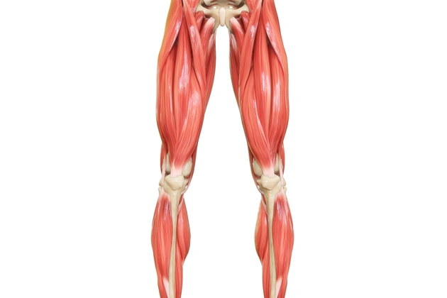 Diagnose und Behandlung von Problemen des Muskel-Skelett-Systems der Beine